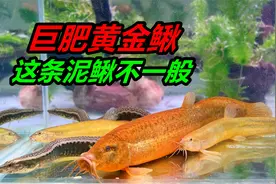 收获一条金黄色的大泥鳅，重量足足有100克，又大又肥视频封面