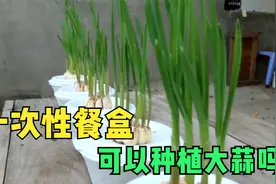吃完饭的一次性餐盒不要扔，加点水种植大蒜，天天吃到新鲜蒜苗！视频封面