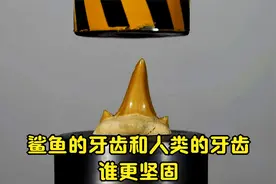 趣味实验：人类的牙齿比鲨鱼的牙齿更坚固？视频封面