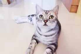 主人吹口哨逗猫咪，小猫听了反应有点大，尿急想去厕所视频封面