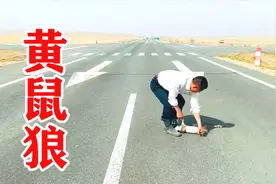 路边发现一只黄鼠狼，看看狼王老郑如何处理，还有这做法？视频封面