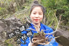 绝处逢生的精品水杨梅桩材，大自然才是最具创造力的盆景大师视频封面