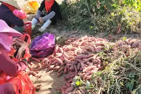 据说全中国18种红薯，六鳌红蜜薯排名第一，香甜粉糯太好吃了视频封面