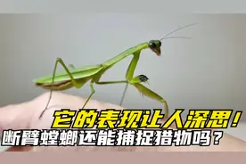 断臂螳螂还能捕捉猎物吗？男子带回家当宠物，它的表现让人深思！视频封面