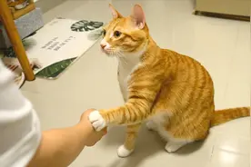 为了吃，猫能有多像狗？说给手就给手，居然还会趴下！