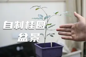 桂圆核也能种盆栽？园艺师教你，别扔桂圆核，2个月种出大盆景视频封面