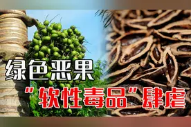 槟榔为何难以戒掉？6000万中国人的噩梦，它是怎样侵蚀爱好者的？
