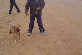 “狗眼长毛，硬如针”，追捕猎物看的清，挑选更是好土狗