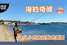 海钓奇闻2| 见过敢吃螃蟹的最小的鱼，小的超乎想象视频封面