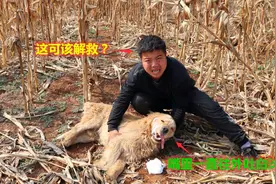 金毛在野外误食玉米粒中毒了，一直口吐白沫，这可该咋解救？