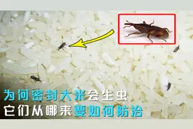 为什么密封包装的大米会生虫？这些虫子从哪来的？该如何防治？视频封面