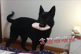 德牧早上这样叫主人起床！嘤嘤怪本怪无疑了～