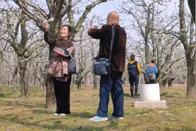 河南宁陵第十八届梨花节开幕，今天至4月5日，纵赏万亩梨园花海视频封面