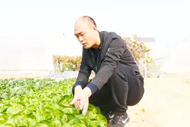 听说聪明的菜农种这种青菜效益高，咋种呢？农民赶快学学吧视频封面