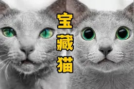 我又发现了宝藏猫，防过敏，还不掉毛视频封面