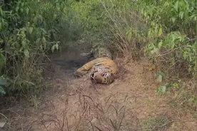 男子发现老虎躺着一动不动，走近一看，身体上遍布了蚊虫！