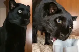 俄罗斯家养小黑豹第一次看到眼部按摩仪，震惊的表情太逗了视频封面