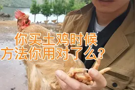 挑选土鸡不迷路，其实很简单，只要看一下这几个地方就懂了视频封面