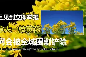 一旦见到立即举报！入侵河南多地的恶魔之花，可怕程度堪比水葫芦视频封面