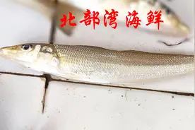 市场博物：广西合浦沙田港——浅海鲜鱼视频封面