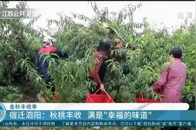 徐州邳州：枝头挂满“香甜果”，猕猴桃采摘正当时视频封面