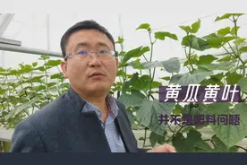 黄瓜出现了黄叶，并不是因为肥料问题，农户谨防缺素视频封面