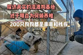探访真实的流浪狗基地，看了200只狗狗，终于知道领养难的原因