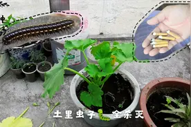 阳台种菜 土里生了“马陆虫”、多足虫不要慌 不花钱3天搞定视频封面