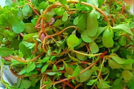 终于找到马齿苋最好吃的做法了，不炒不凉拌不做馅，出锅瞬间秒光