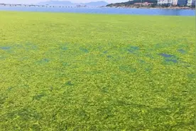 宛如草原！山东青岛遭历史最大规模浒苔侵袭，已打捞约24万吨
