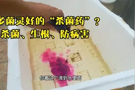 比多菌灵好？揭秘“高锰酸钾”养花的5个隐藏用途，杀菌又生根！