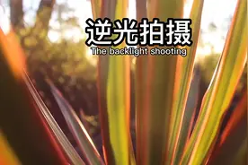 逆光人像拍摄，为什么老是拍的脸黑，3分钟视频帮你解决问题！