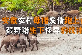安徽农村母猪发情跑上山，竟然私下跟野猪约会，生下怪异豹纹猪？视频封面