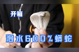 开箱：据传泡水里72小时就能变成600%的蟒蛇是真的吗？