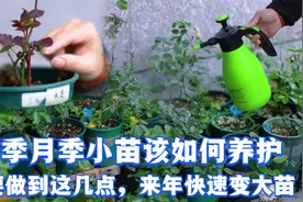 冬季月季小苗这样养护 来年很快就会变大苗，冬季月季小苗养护视频封面