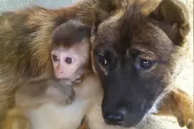 呆萌小猕猴带伤进村 竟把大狗当成妈视频封面