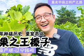 坚果之王野生榛子您吃过吗？让我们一起探寻原产地，走进辽宁铁岭视频封面