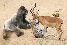 猎豹捕杀羚羊，没想到被大猩猩出手相助，将猎豹揍得满身是伤。视频封面