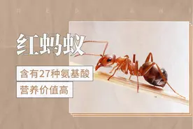 红蚂蚁——含有27种氨基酸，营养价值高视频封面