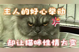 温顺猫咪突然变凶，开始撕咬攻击主人，只因主人的一个好心举动