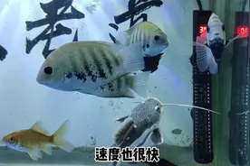 谁再说清道夫不能清理鱼缸褐藻，我就和谁急，这个效果多好？视频封面