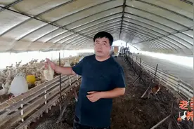 鹅肿头肿脸不明原因？小问题积大隐患，老张分享妙招内外兼顾治疗视频封面