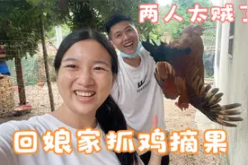 趁爸妈不在家，村花带老公回娘家大扫荡，抓鸡又摘果，太贼了视频封面