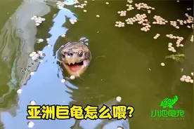 亚洲巨龟应该怎么喂，一天喂几次，一次喂多少合适呢？视频封面