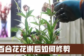 园艺师教你，百合花开花后，应该如何正确修剪视频封面