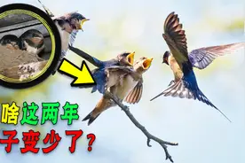 明明人类不吃燕子肉，为啥现在燕子越来越少见？它们飞哪里了？视频封面