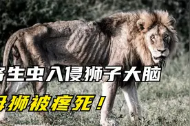 寄生虫入侵狮子大脑，雌狮被活活疼死，狮王被疾病折磨致死！视频封面