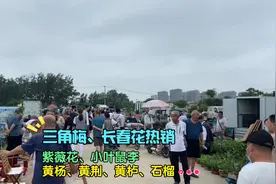 潍坊花卉大集最近很多卖小叶鼠李的，黄栌、石榴、紫薇盆景也不少视频封面