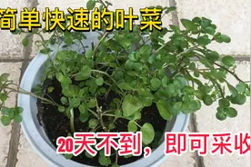 最简单快速的绿叶菜之一——用扦插种，不用20天就能采收，实用视频封面