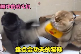盘点会功夫的猫咪，最后一个绝了，打不过还假摔！视频封面